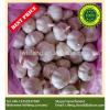 all the year supply Chinese high quality fresh Normal White Garlic / fresh Garlic