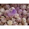 Most favourable Price of Chinese Purple Garlic / Red Garlic / Pink Garlic