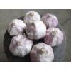professional Manufacturer of fresh Chinese White Garlic / Normal White Garlic / Pure White Garlic
