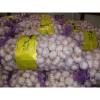 All the year supply perfect high quality chinese garlic / white garlic