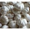 fresh Chinese White Garlic for sale / Pure White Garlic #2 small image