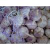 supply Chinese Top quality fresh Normal White Garlic / fresh Garlic