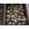 China export garlic