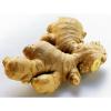 high quality ginger #1 small image