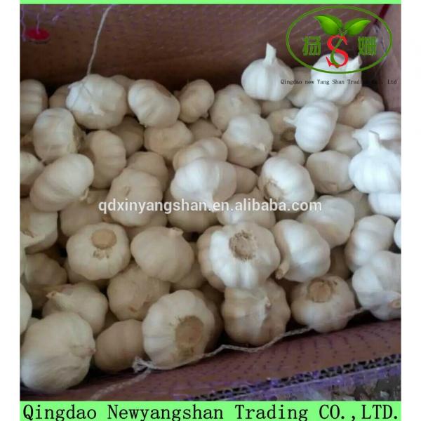 Professional Garlic Exporter In China Wholesale Chinese Garlic Packing In 10KG Boxes #1 image