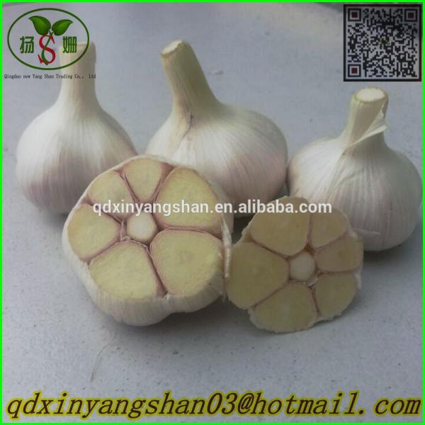 Hot Sale Chinese Garlic With A Purple White Skin Outside And Each Clove Purple White Skin Inside #2 image