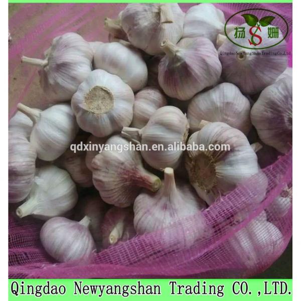 Hot Sale Chinese Garlic With A Purple White Skin Outside And Each Clove Purple White Skin Inside #4 image
