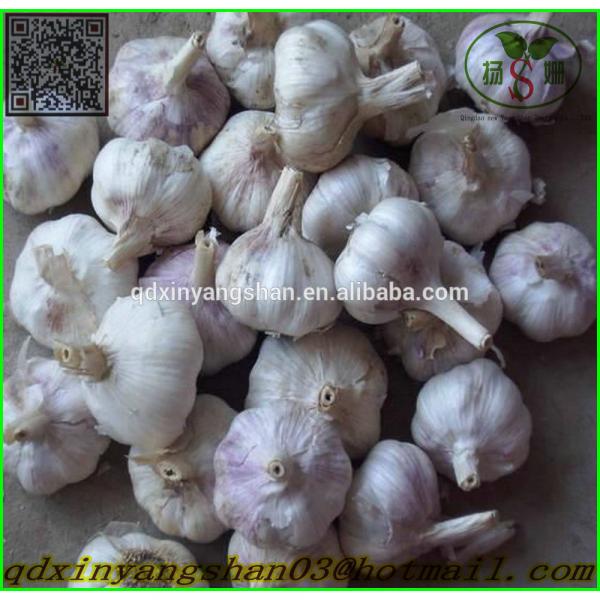 Hot Sale Chinese Garlic With A Purple White Skin Outside And Each Clove Purple White Skin Inside #5 image