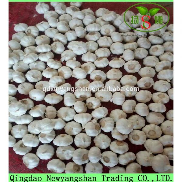 Fresh Garlic Packing In Mesh Bag For Sale In A Wholesale Price #3 image