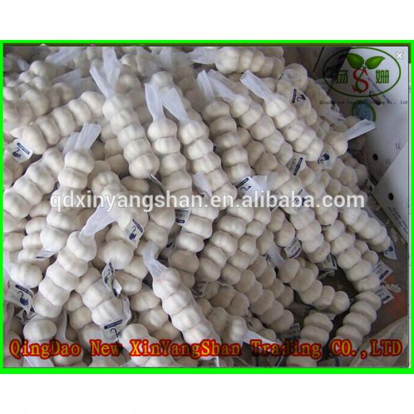 Professional Chinese Garlic Supplier Health Benifits Fresh White Garlic #1 image