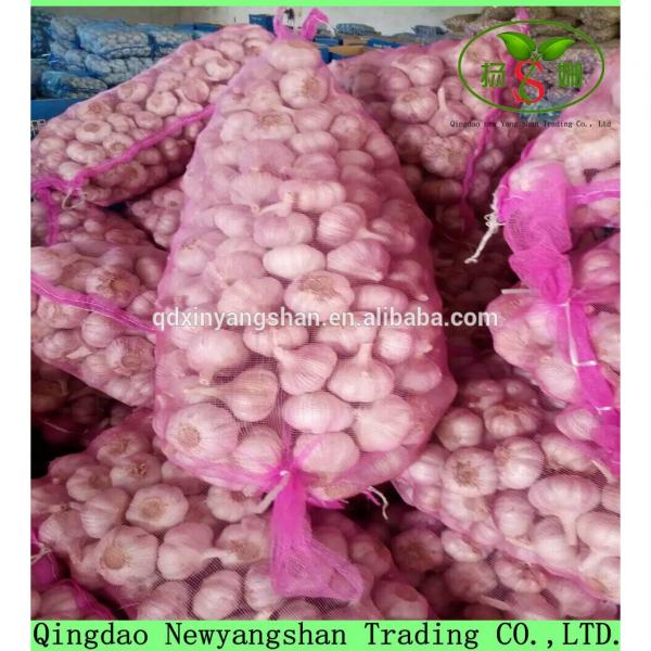Fresh Garlic Packing In Mesh Bag For Sale In A Wholesale Price #4 image