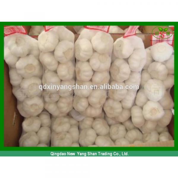 Fresh Garlic Packing In Mesh Bag For Sale In A Wholesale Price #5 image