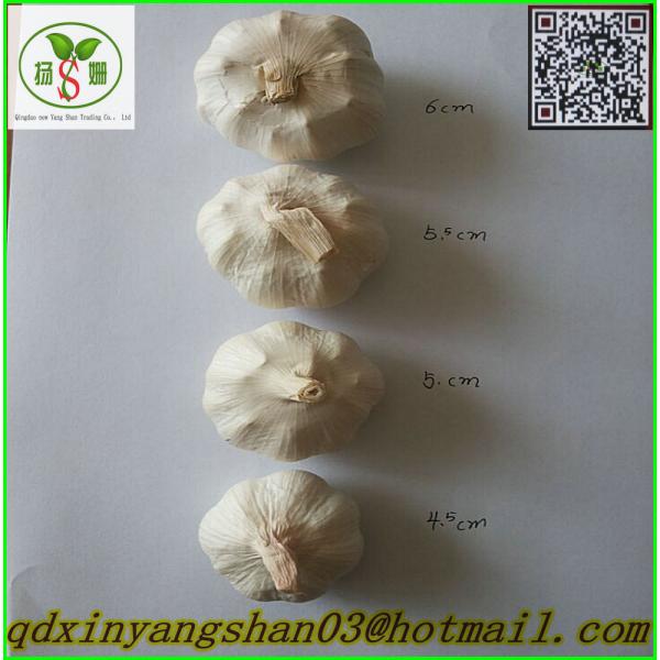 Chinese 2017 Fresh Garlic Price Purple/Red/Pure White Garlic #3 image