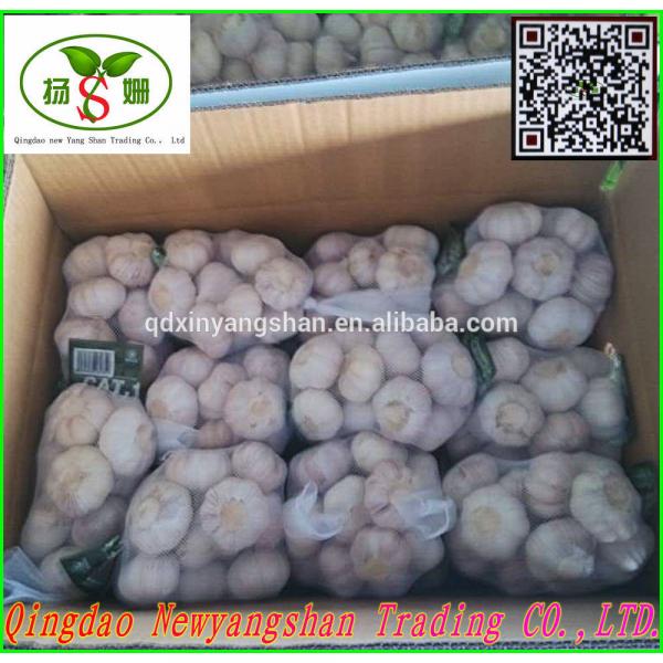 Professional Garlic Exporter In China Wholesale Chinese Garlic Packing In 10KG Boxes #2 image