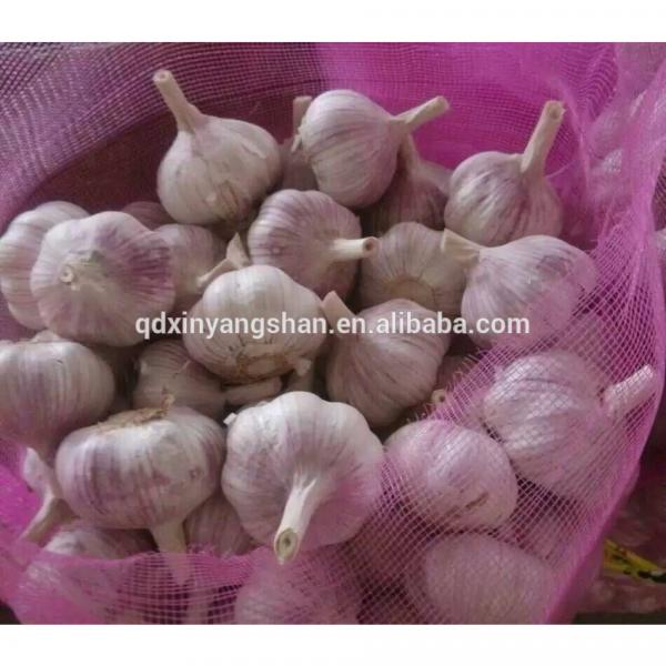 2017 Chinese Nature Normal/Purple Garlic Price #4 image