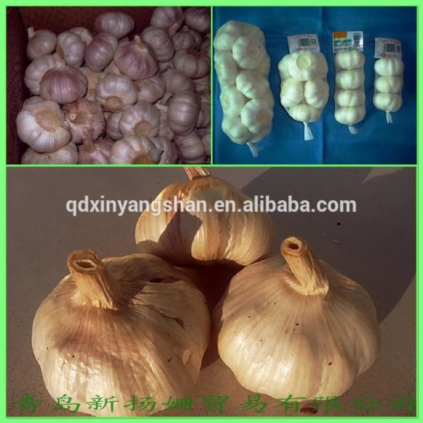 [HOT] 2017 Different Type Chinese Fresh Garlic #1 image
