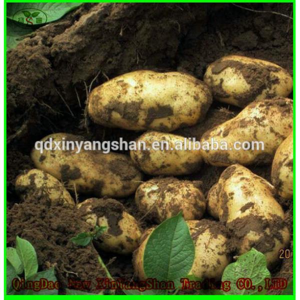 (HOT) Fresh white garlic specification more than 5 cm/GARLIC #3 image