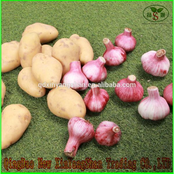 (HOT) FRESH Garlic/CHINA Purple Garlic,good faith wholesalers #4 image