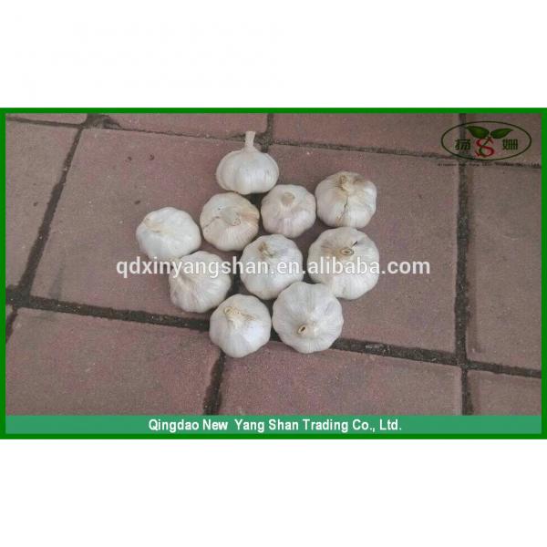 (HOT) Fresh white garlic specification more than 5 cm/GARLIC #1 image