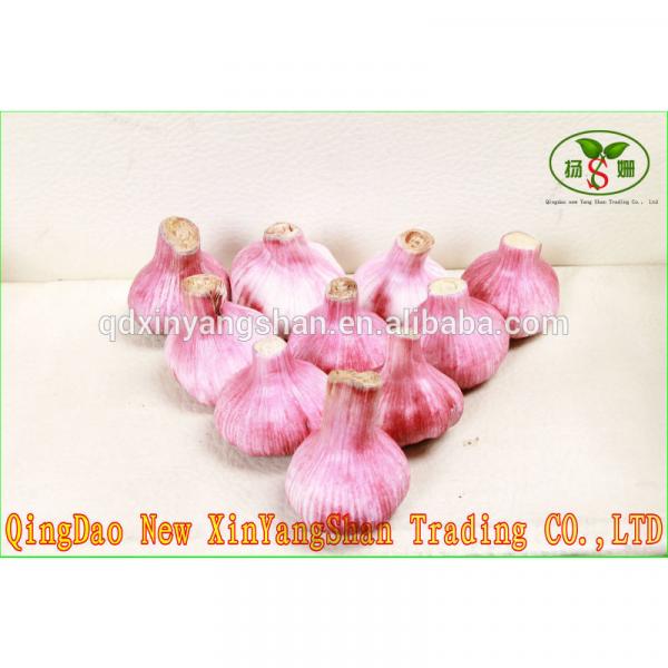 (HOT) FRESH Garlic/CHINA Purple Garlic,good faith wholesalers #1 image