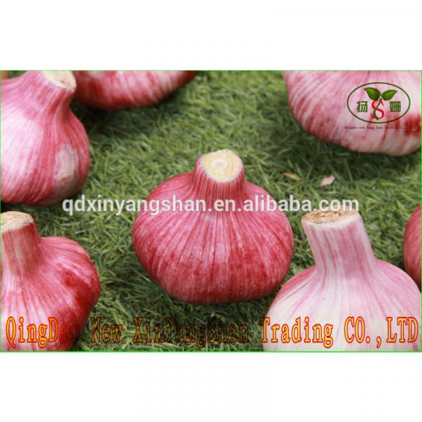 (HOT) FRESH Garlic/CHINA Purple Garlic,good faith wholesalers #2 image