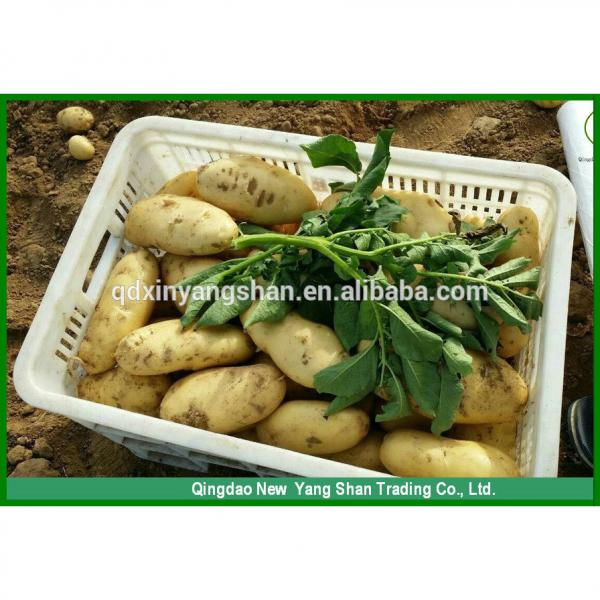 (HOT) FRESH Garlic/CHINA Purple Garlic,good faith wholesalers #5 image