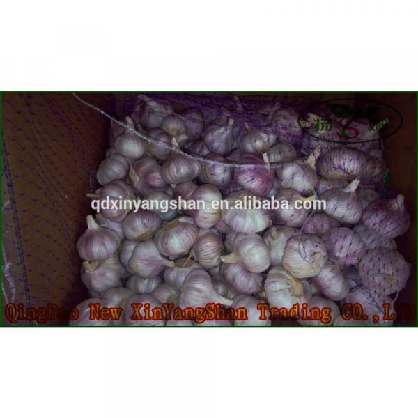 (HOT) Shandong Purple Garlic Product Exporte to Dubai 10kg/Carton #1 image