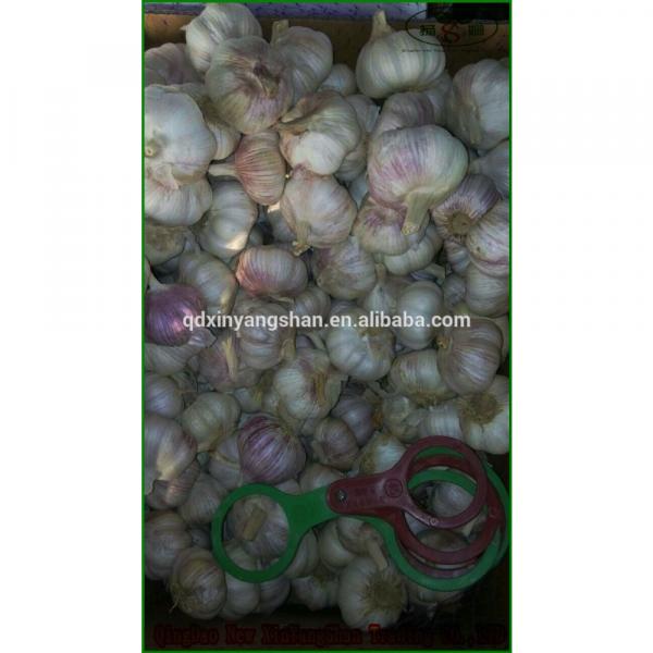 (HOT) Purple garlic exporters #2 image