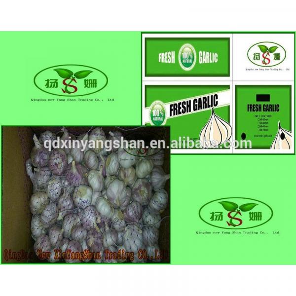 (HOT) Wholesale fresh purple garlic exporters in China #1 image