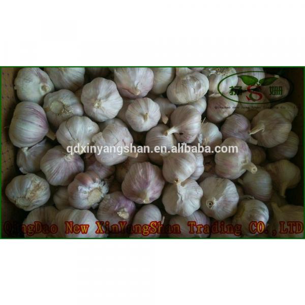 Pure Purple Garlic, Normal Purple Garlic #3 image