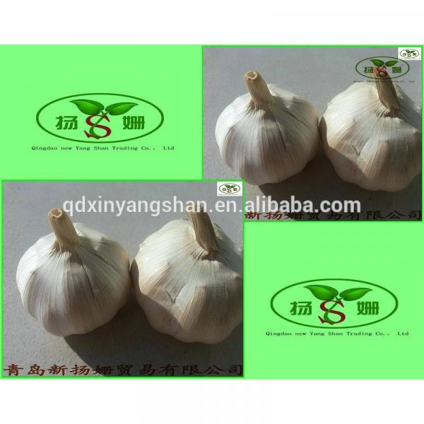 [HOT] 2017 fresh white garlic from 4.0cm---6.0cm #1 image