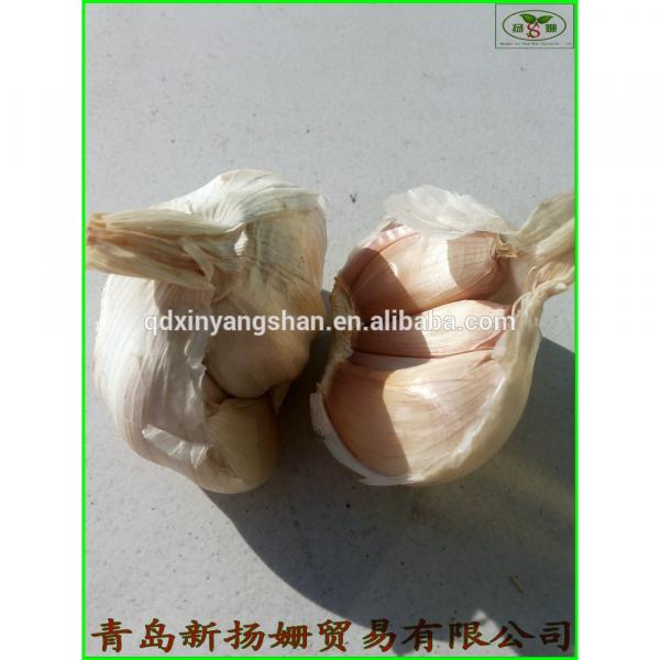 fresh garlic vegetable distributor in China #1 image