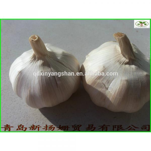 fresh garlic vegetable distributor in China #2 image