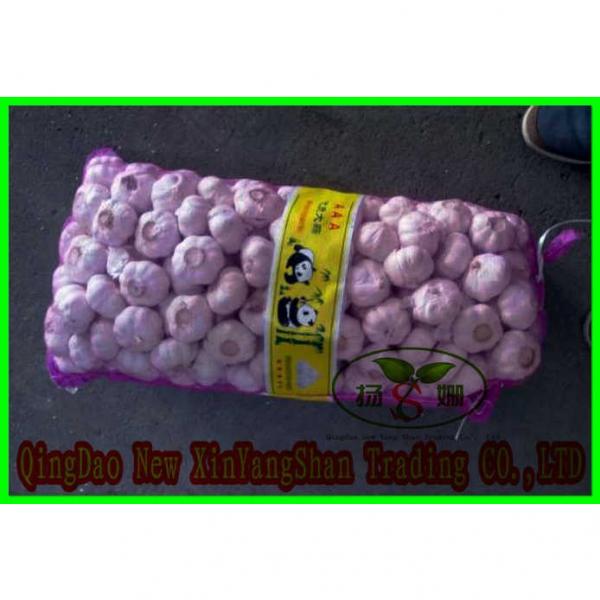 Fresh Chinese Jinxiang Garlic Price Per Ton Packing In Mesh Bag #1 image
