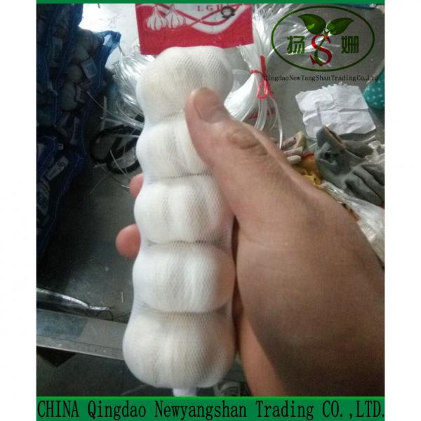 Fresh Chinese Garlic Wholesale Price #5 image