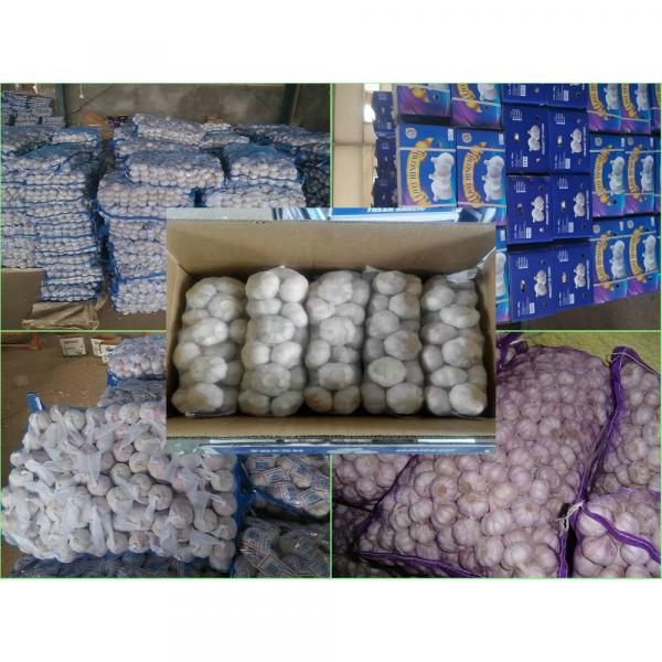 Garlic Production Peeled Garlic Wholesale Price #6 image