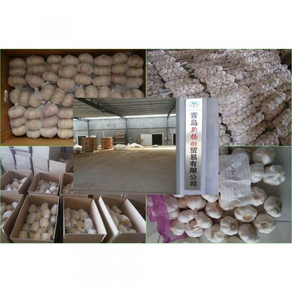 Fresh Chinese Garlic Wholesale Price #6 image