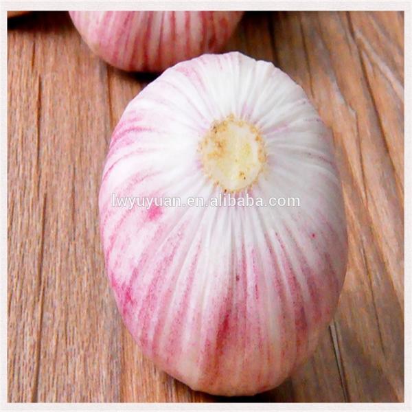 Wholesale fresh white garlic for export #1 image