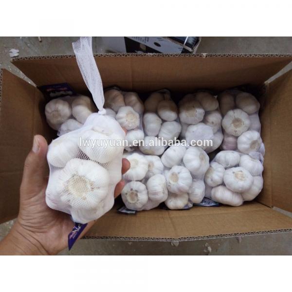YUYUAN brand hot sail fresh garlic garlic manufacturers china #1 image