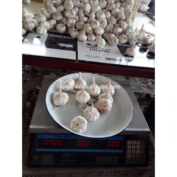YUYUAN brand hot sail fresh garlic garlic exporters #2 image