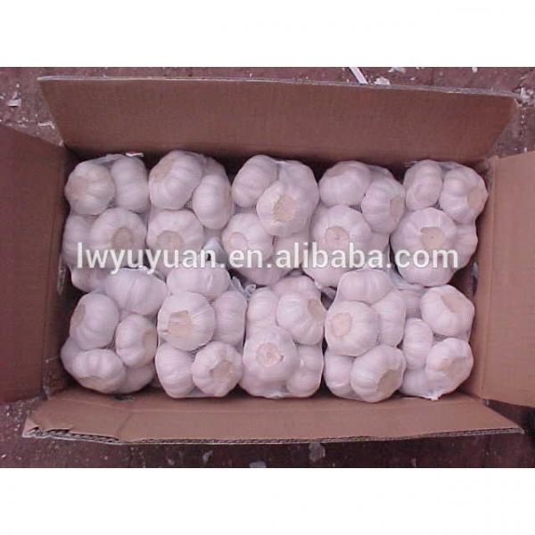 YUYUAN brand hot sail fresh garlic garlic exporters china #1 image