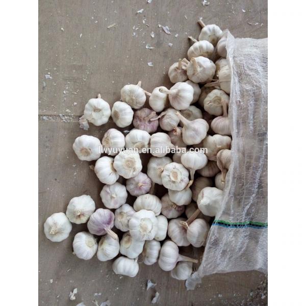 YUYUAN brand hot sail fresh garlic garlic extract #3 image