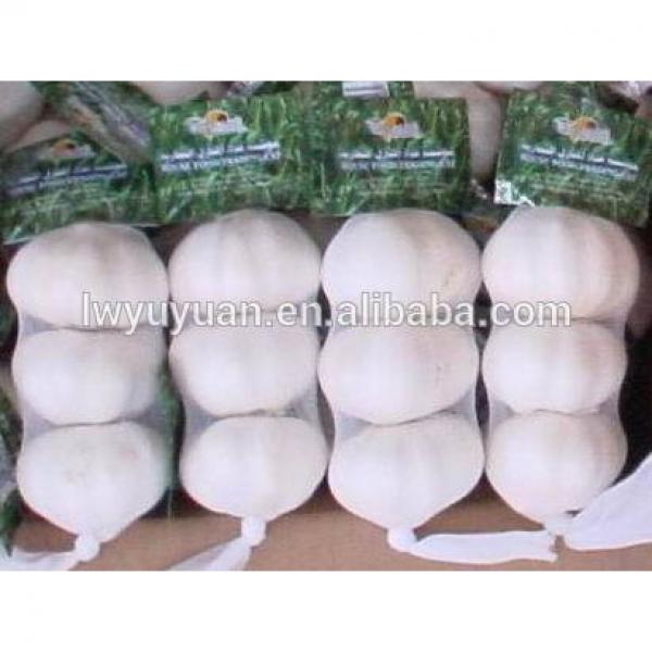 YUYUAN brand hot sail fresh garlic garlic market price #3 image