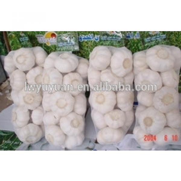 YUYUAN brand hot sail fresh garlic garlic market price #4 image