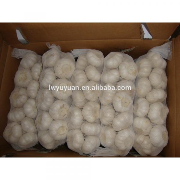 YUYUAN brand hot sail fresh garlic garlic distributor #1 image