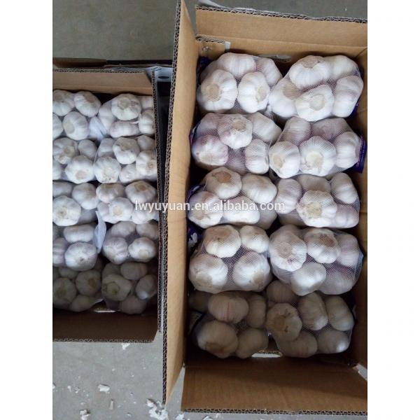 YUYUAN brand hot sail fresh garlic garlic manufacturers china #5 image