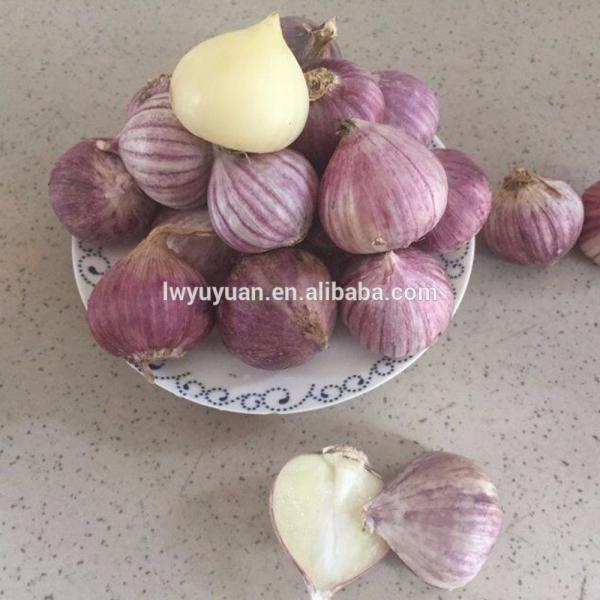 YUYUAN brand hot sail fresh garlic garlic garlic garlic #4 image