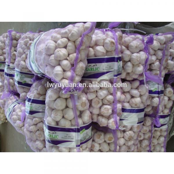 YUYUAN brand hot sail fresh garlic garlic exporters china #3 image