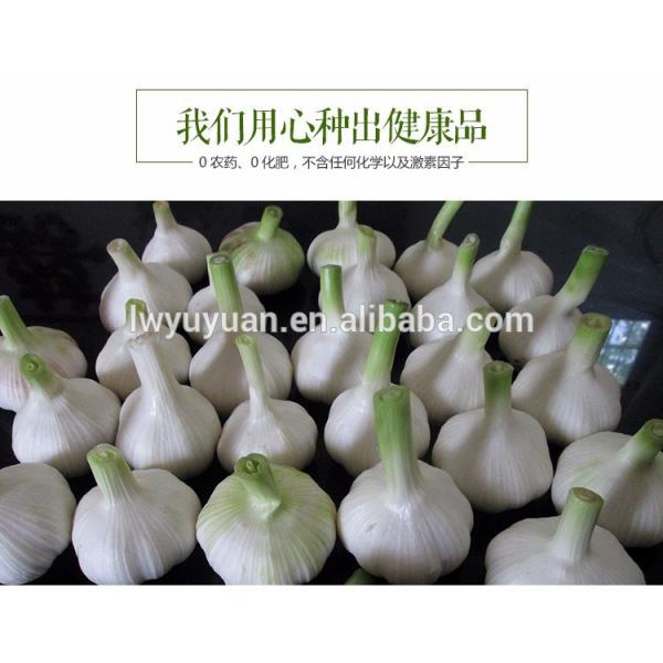 YUYUAN brand hot sail fresh garlic garlic exporters #3 image