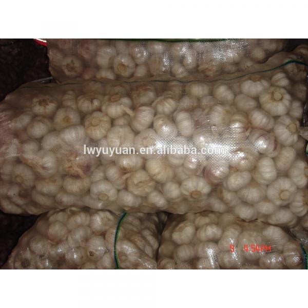 YUYUAN brand hot sail fresh garlic garlic for the international market #4 image
